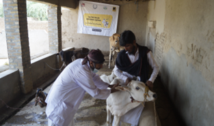 Pakistan Flood Response – Disasters Emergency Committee (DEC) Phase-2
